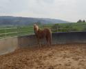 Reitbeteiligung für Isländer gesucht Reitbeteiligung für Isländer gesucht