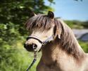 5-jähriger 4-Gänger, angearbeitet für Sport/Freiz