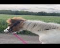 Gloria fra Miofelli 2 / Therapiepony / Bodenarbeit Gloria fra Miofelli 2 / Therapiepony / Bodenarbeit