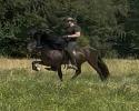 „Black Beauty“ sehr talentierter Grímur Sohn 