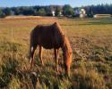Baldur vom Gorgsenberg FEIF-ID: DE2014173439 Baldur vom Gorgsenberg FEIF-ID: DE2014173439