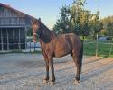 Stjarna vom Wallgassen FEIF-ID: DE2021273565 