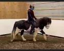Chilliger Wallach - gut angeritten, easy to ride Chilliger Wallach - gut angeritten, easy to ride