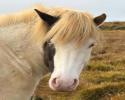 Rappwindfarbscheckin, angeritten + tragend vom FW Rappwindfarbscheckin, angeritten + tragend vom FW