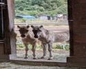 Zwei Hengstfohlen nur zusammen Zwei Hengstfohlen nur zusammen