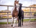Prins - Hengstfohlen mit Eliteabstammung Prins - Hengstfohlen mit Eliteabstammung