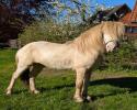 Gekörter Cremellohengst, 5 jahre Gekörter Cremellohengst, 5 jahre