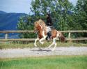Farandi von St. Radegund
