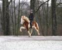 Moli- Reservesieger/ Helmschecke