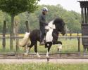 Djafur vom Laekurhof